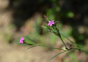 Rauhe Nelke (Dianthus armeria) - © Bernard Wieser